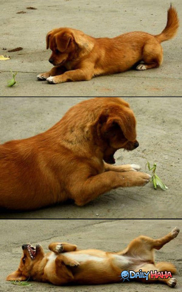Dog vs Mantis funny picture