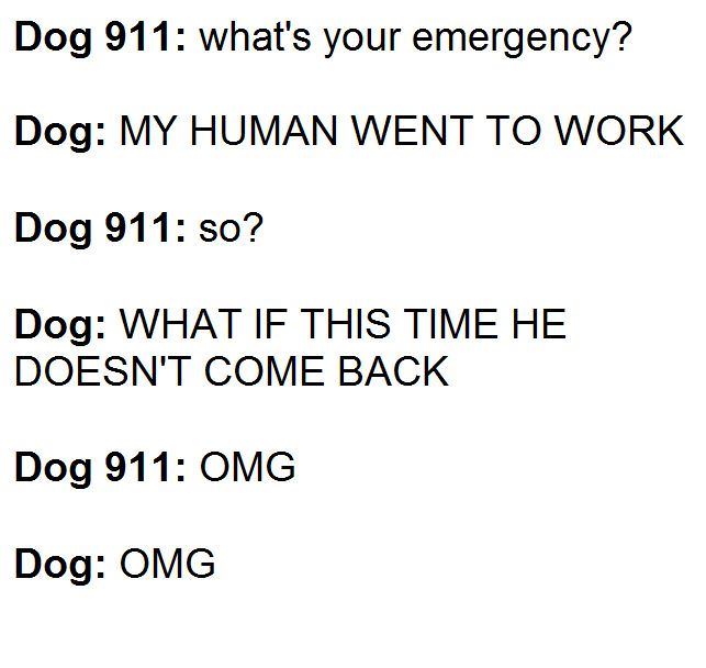 dog 911 funny picture