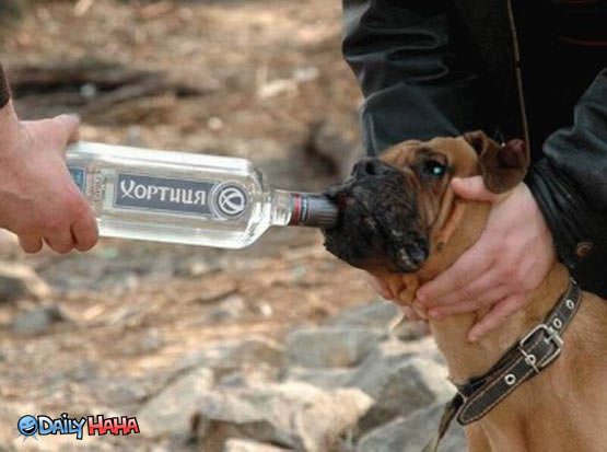 Dog Boozin