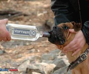 Dog Boozin