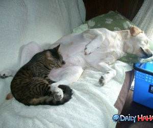Dog and Cat Nap