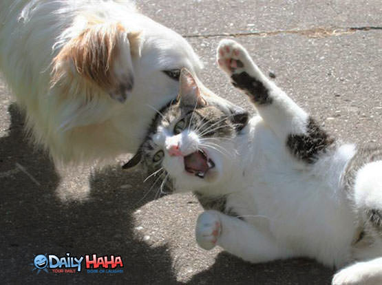 [Image: dog_eating_cat.jpg]