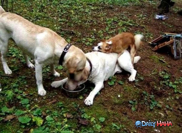Dog Food Surprise funny picture