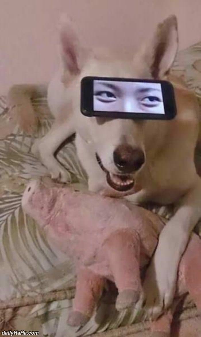 dog has weird eyes funny picture