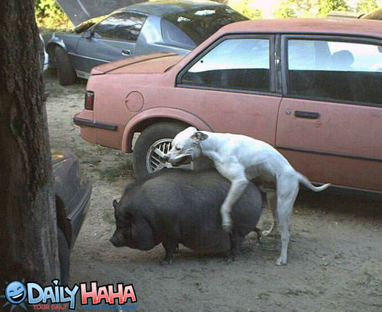 dog_humping_pig.jpg