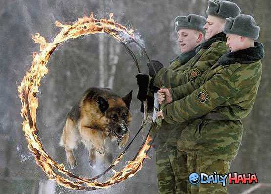 Dog Jumping Fire Hoops