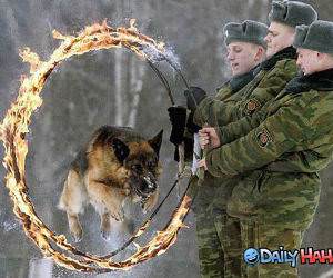 Dog Jumping Fire Hoops
