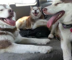 dog park was a success funny picture