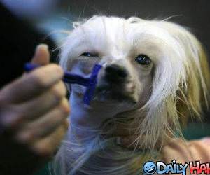 Dog Shaving