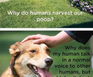 dog shower thoughts funny picture