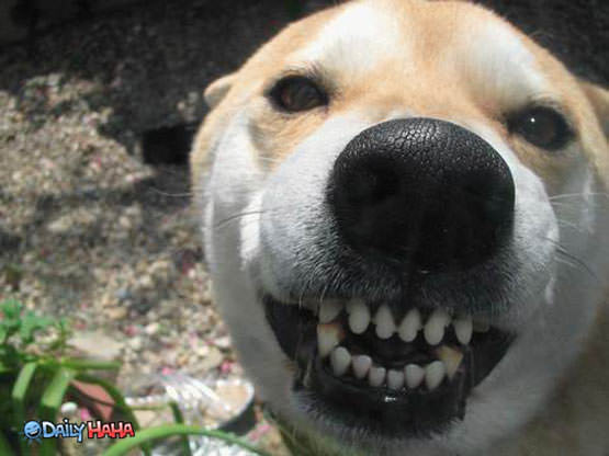 http://www.dailyhaha.com/_pics/dog_smiling.jpg