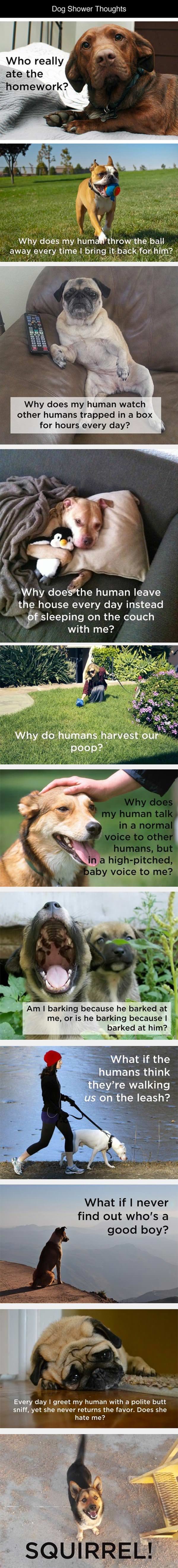 dog thoughts funny picture