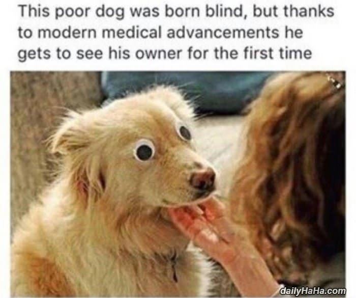 dog was born blind funny picture