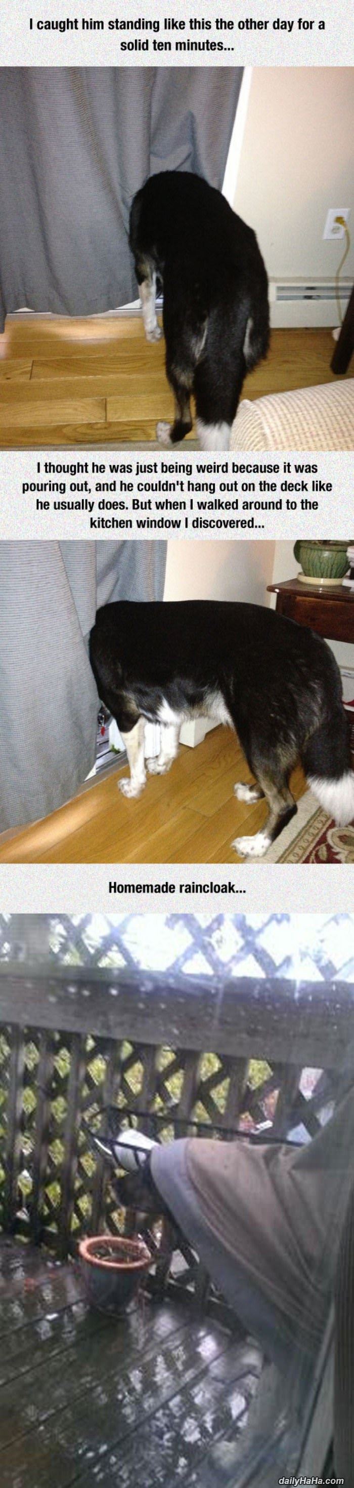 dog was standing like this funny picture