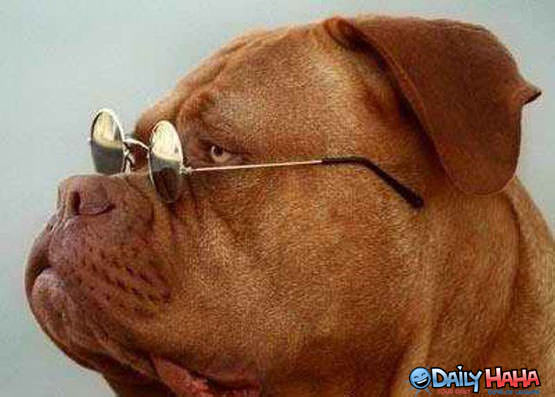 Dog with Prescription