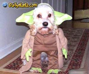 Yoda Puppy