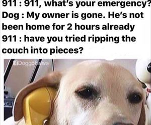 doggo 911
