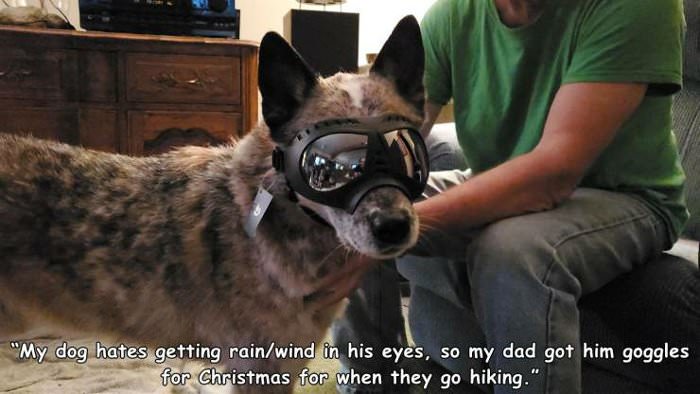 doggo goggles