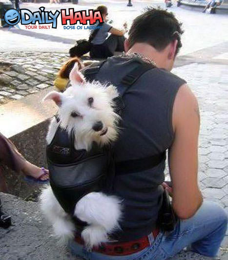 Real Doggie Bag