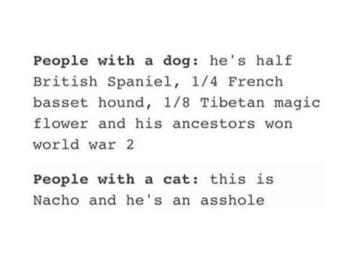 dogs and cats ... 2