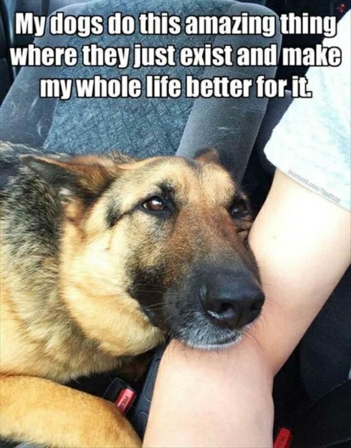 dogs are amazing