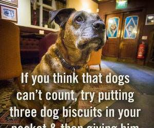 Dogs Can Count funny picture
