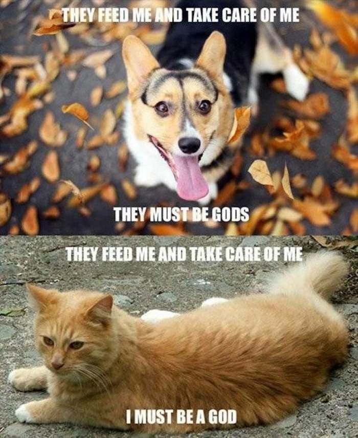dogs vs cats ... 2
