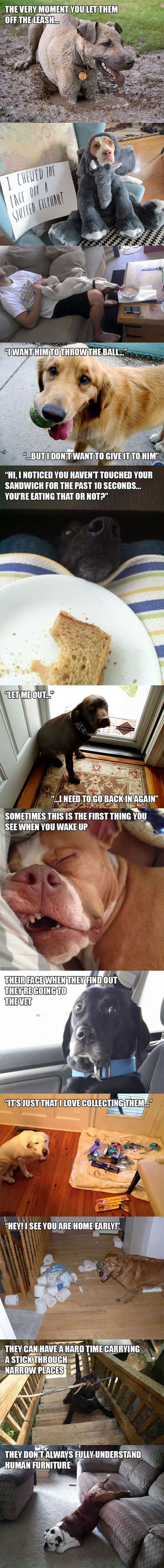 dogs funny picture