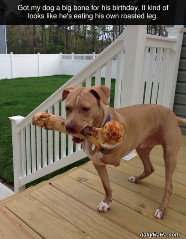 dogs crazy bone funny picture
