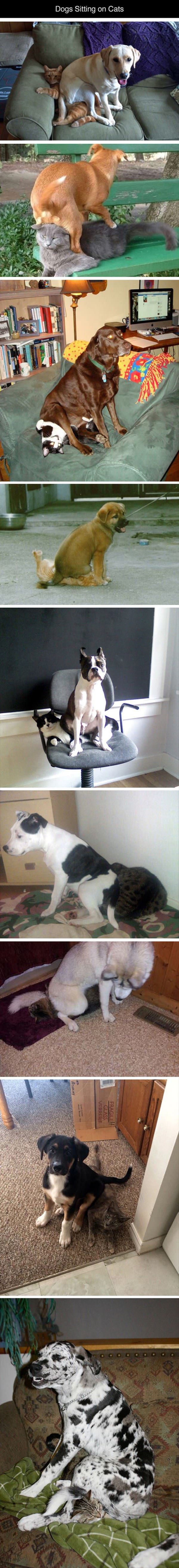 dogs sitting on cats funny picture