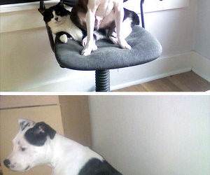 dogs sitting on cats funny picture