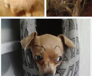 dogs with eyebrows funny picture