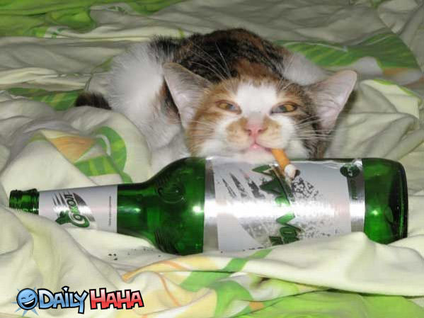 Drinking and Smoking Cat