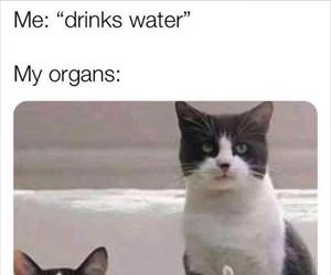 drinks water