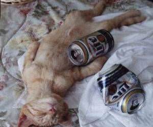 Drunk cat