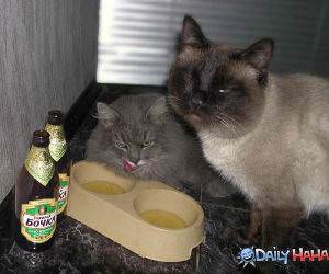 Drunk Cats