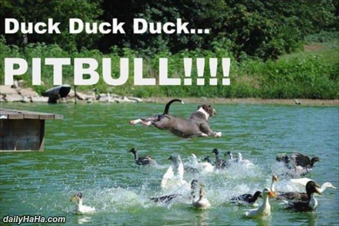 duck duck duck funny picture