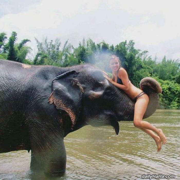 elephant rides funny picture