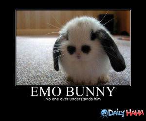 Emo Bunny funny picture