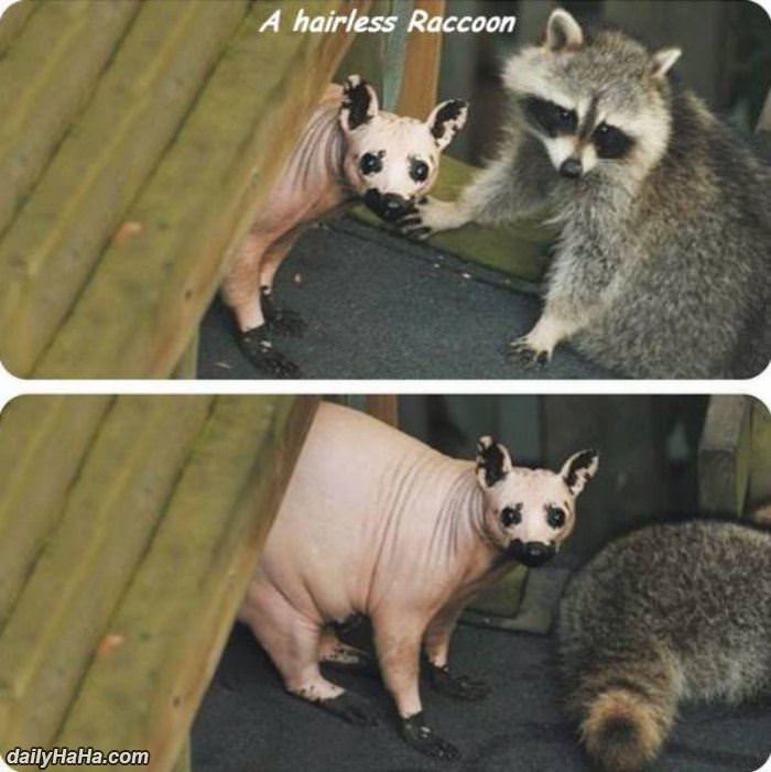 ever see a hairless racoon funny picture