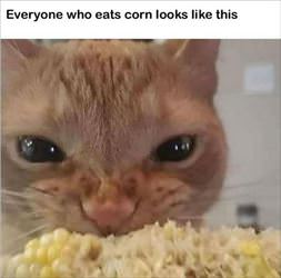 everyone who eats corn