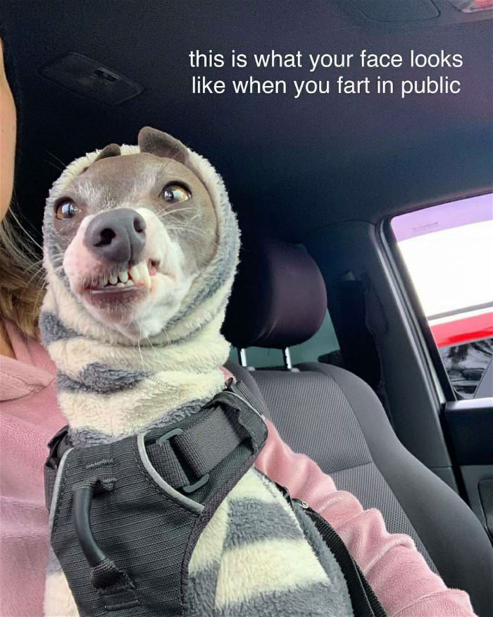 farting in public