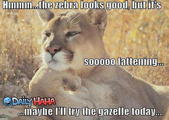 Fattening Zebra