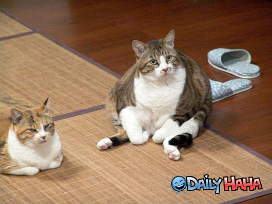 Fatty Fat Fat Cat