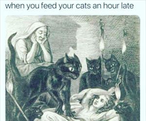 feed the cats late