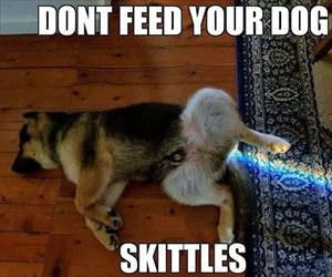 feeding the dog skittles