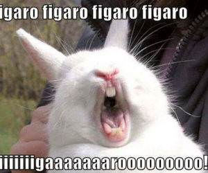 Figarooooo Figarooooo funny picture