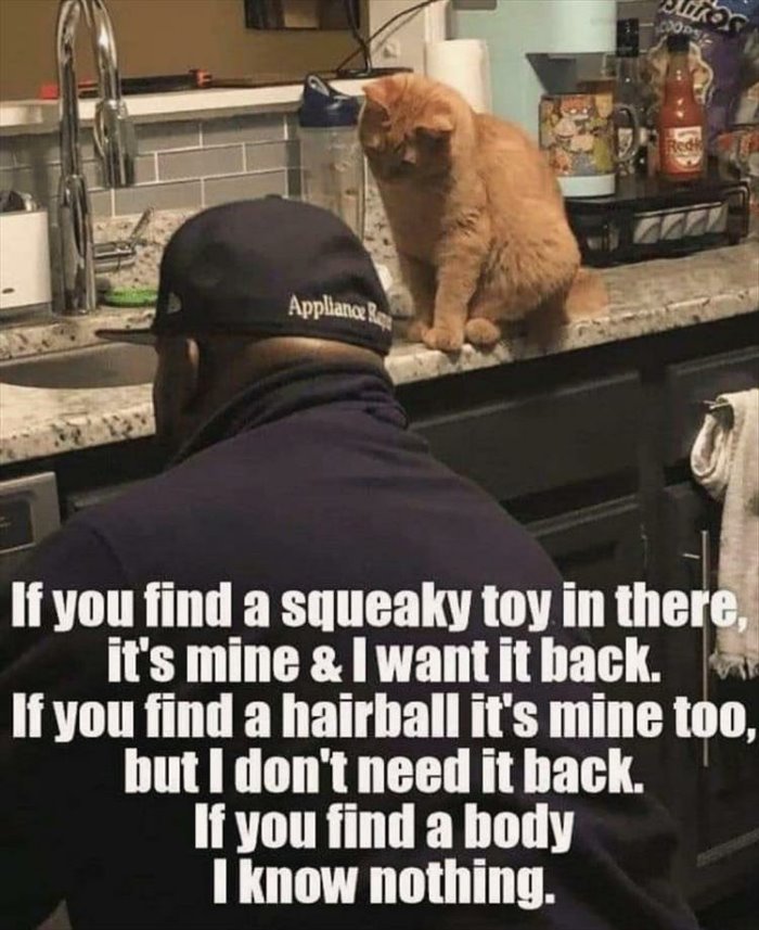 find a toy