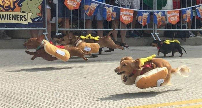 flying hot dogs