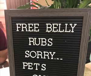 free belly rubs